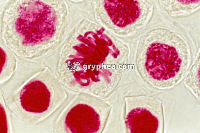 Mitose - cellules de racine d'Ail (écrasement) - Métaphase x400 - gryphea.com